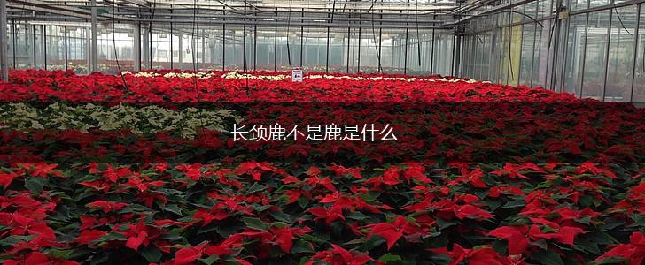 长颈鹿不是鹿是什么,第1张
