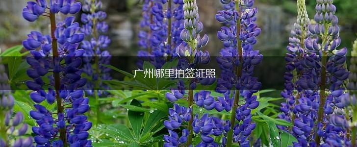 广州哪里拍签证照,第1张