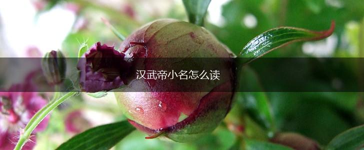 汉武帝小名怎么读,第1张