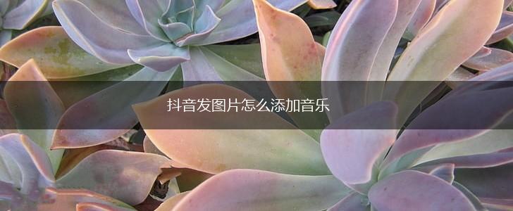 抖音发图片怎么添加音乐,第1张