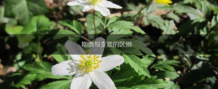 期票与支票的区别,第1张