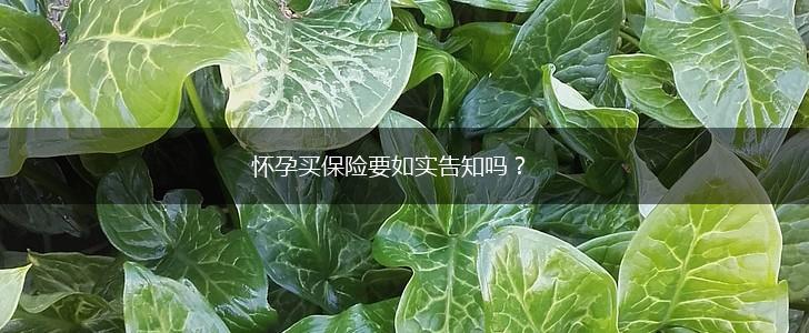 怀孕买保险要如实告知吗？,第1张