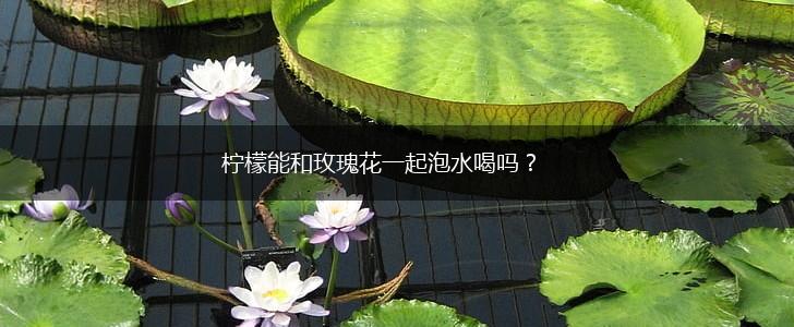 柠檬能和玫瑰花一起泡水喝吗?,第1张 柠檬能和玫瑰花一起泡水喝吗?,第1张