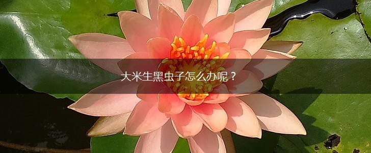 大米生黑虫子怎么办呢？,第1张