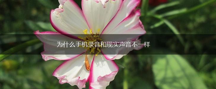 为什么手机录音和现实声音不一样,第1张