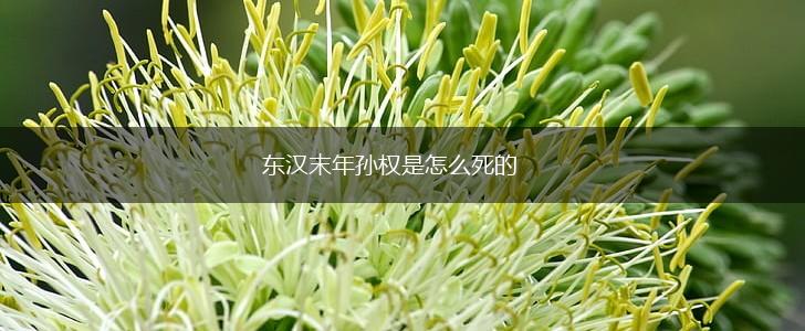 东汉末年孙权是怎么死的,第1张