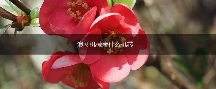 浪琴机械表什么机芯,第1张