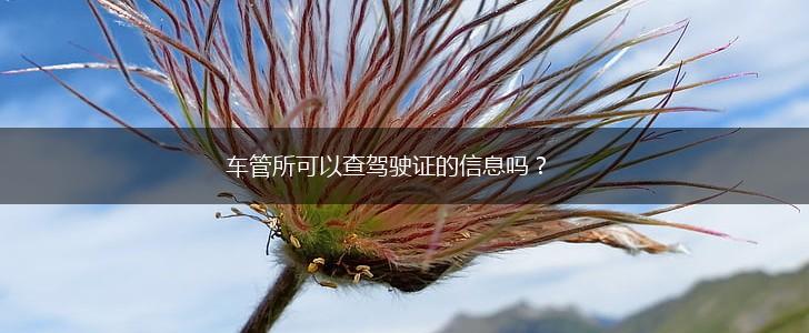 车管所可以查驾驶证的信息吗？,第1张