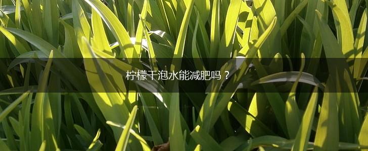 柠檬干泡水能减肥吗？,第1张