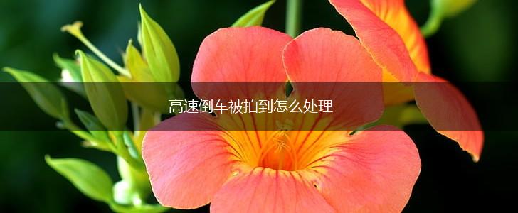 高速倒车被拍到怎么处理,第1张