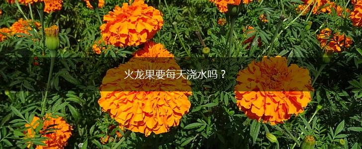 火龙果要每天浇水吗？,第1张