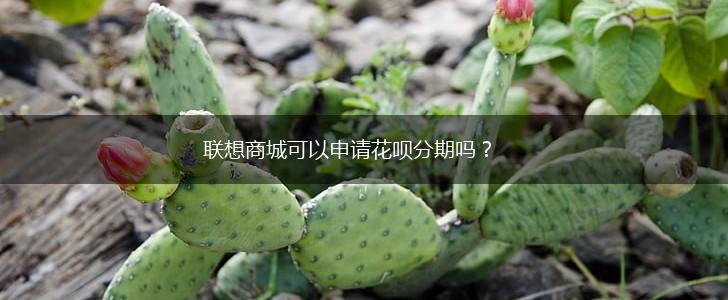 联想商城可以申请花呗分期吗？,第1张