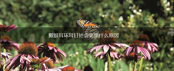 戴银耳环耳钉处会变黑什么原因,第1张