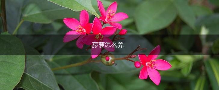 藤萝怎么养,第1张