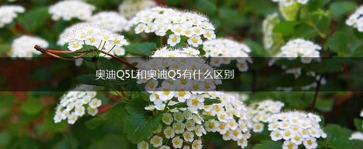 奥迪Q5L和奥迪Q5有什么区别,第1张