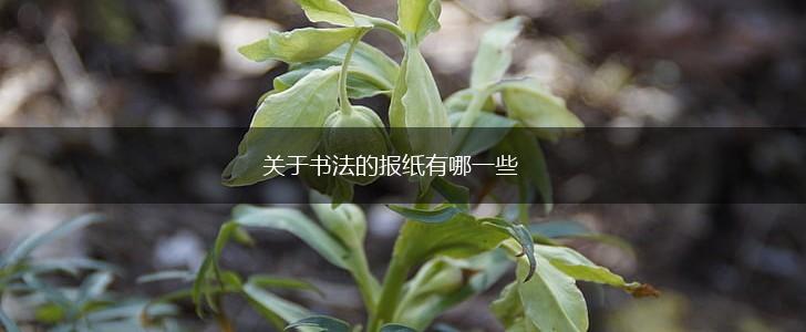 关于书法的报纸有哪一些,第1张