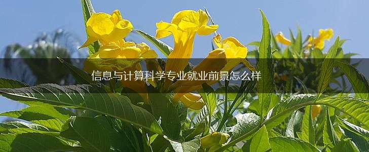信息与计算科学专业就业前景怎么样,第1张