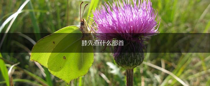 膝先查什么部首,第1张