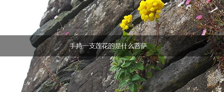 手持一支莲花的是什么菩萨,第1张