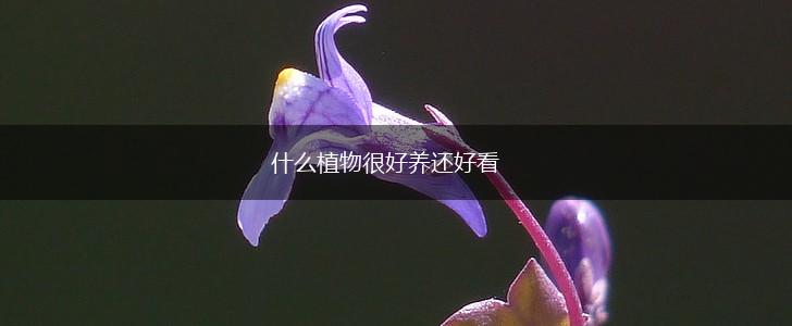 什么植物很好养还好看,第1张