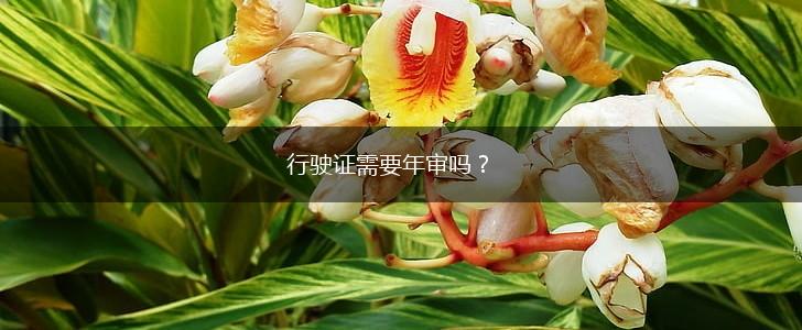 行驶证需要年审吗？,第1张