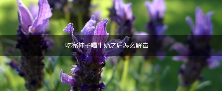 吃完柿子喝牛奶之后怎么解毒,第1张
