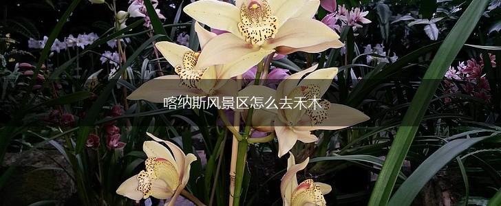 喀纳斯风景区怎么去禾木,第1张