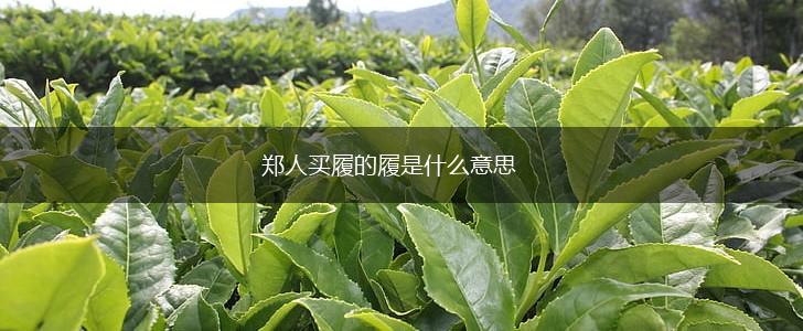 郑人买履的履是什么意思,第1张