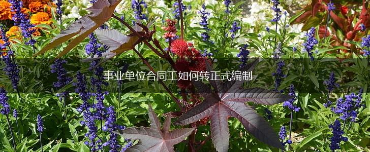 事业单位合同工如何转正式编制,第1张