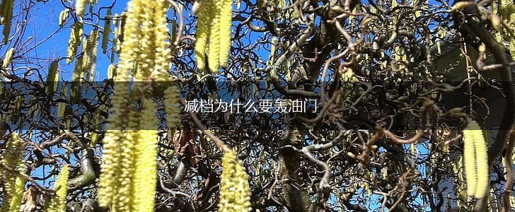 减档为什么要轰油门,第1张