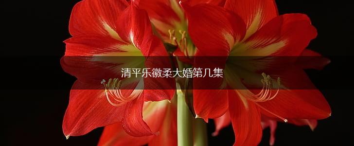 清平乐徽柔大婚第几集,第1张