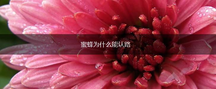 蜜蜂为什么能认路,第1张