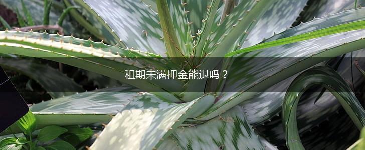 租期未满押金能退吗？,第1张