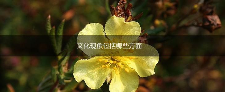 文化现象包括哪些方面,第1张