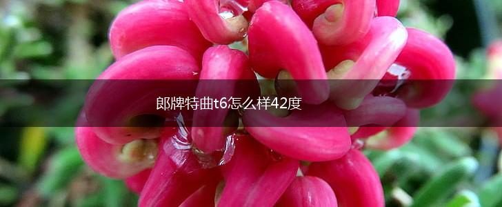 郎牌特曲t6怎么样42度,第1张