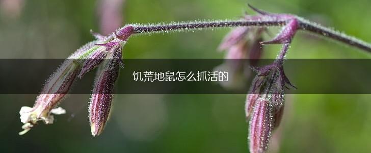 饥荒地鼠怎么抓活的,第1张