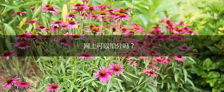 网上可以扣分吗？,第1张