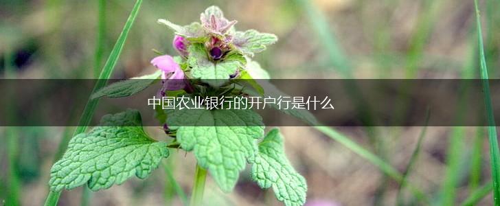 中国农业银行的开户行是什么,第1张