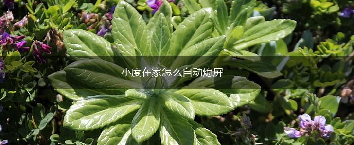 小度在家怎么自动熄屏,第1张