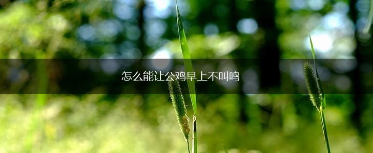 怎么能让公鸡早上不叫鸣,第1张