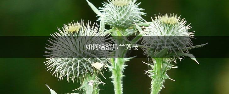 如何给蟹爪兰剪枝,第1张