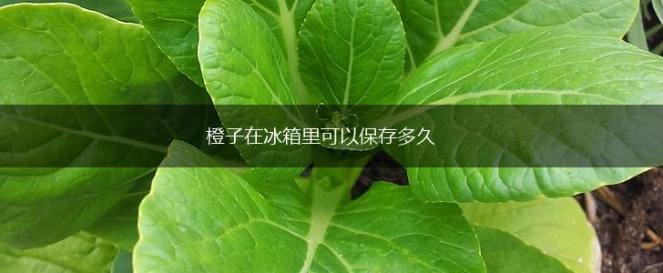 橙子在冰箱里可以保存多久,第1张
