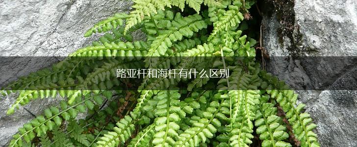 路亚杆和海杆有什么区别,第1张