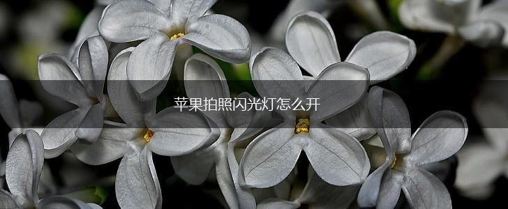 苹果拍照闪光灯怎么开,第1张