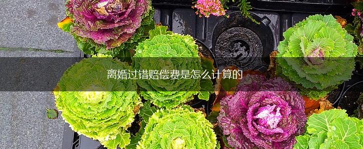 离婚过错赔偿费是怎么计算的,第1张