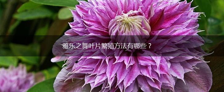 雅乐之舞叶片繁殖方法有哪些？,第1张