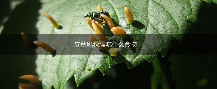 立秋贴秋膘吃什么食物,第1张