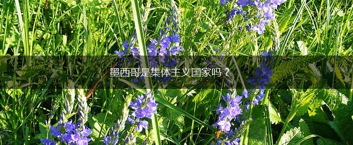 墨西哥是集体主义国家吗？,第1张