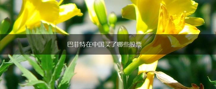 巴菲特在中国买了哪些股票,第1张