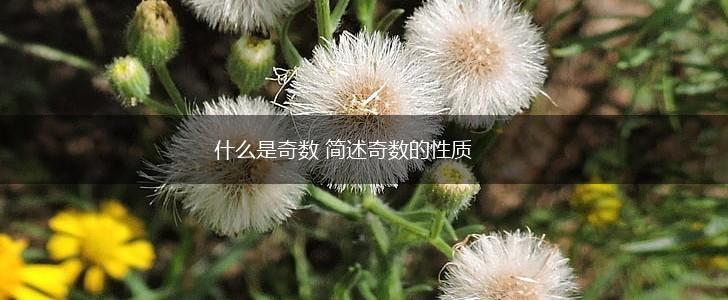 什么是奇数 简述奇数的性质,第1张
